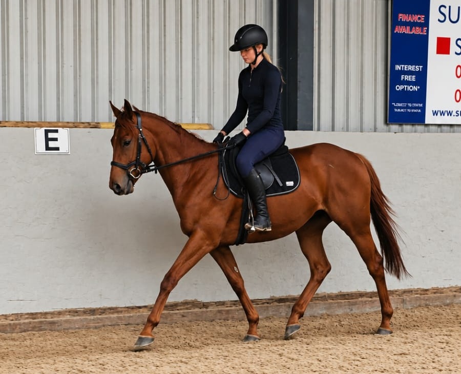 Harrianne Pepper riding a chestnut horse in an indoor arena.