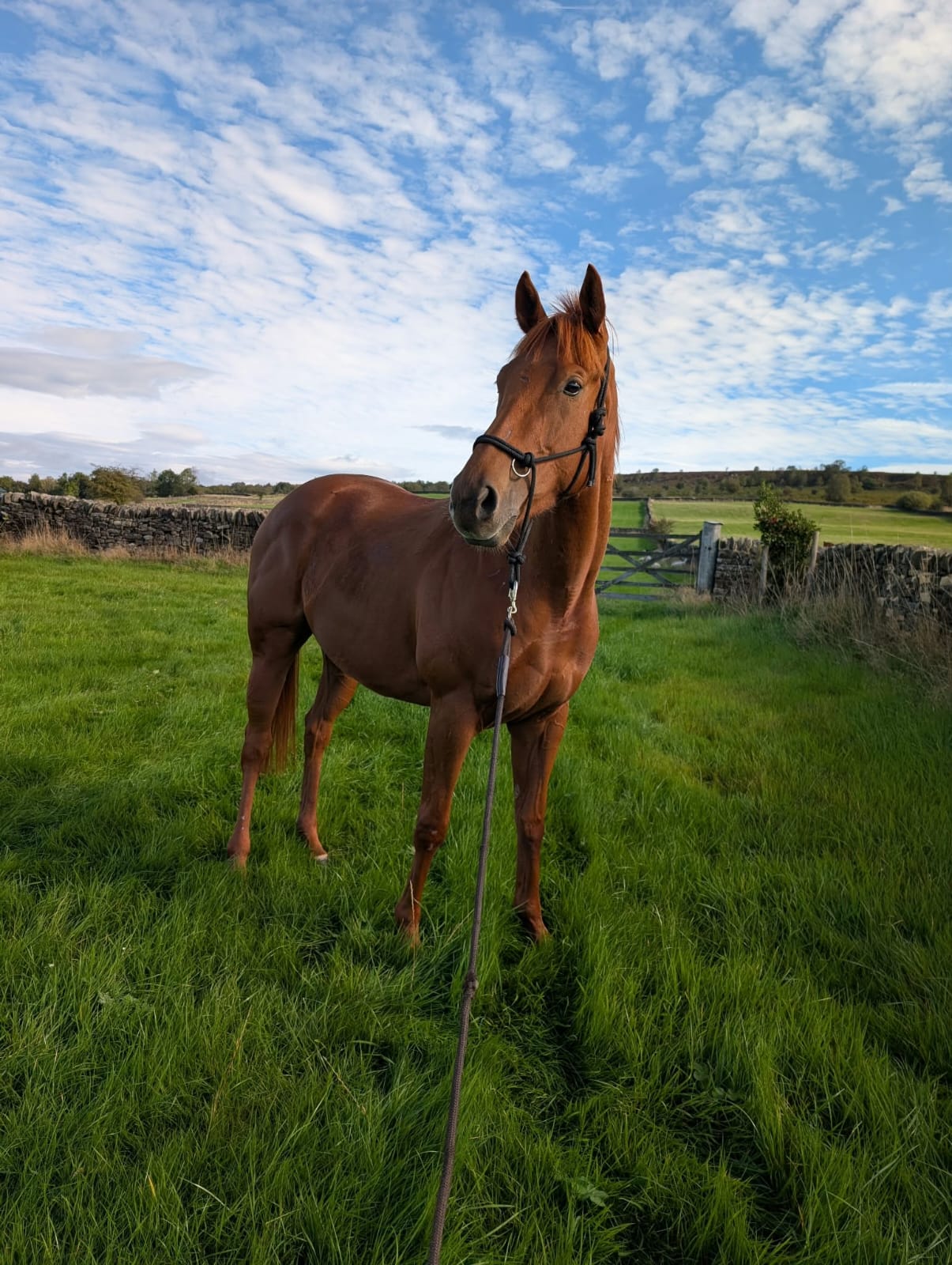 15.2hh Chestnut Mare
